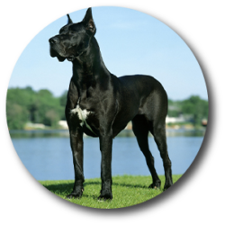 black doggy