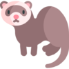 ferret