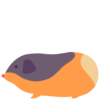 guinea-pig