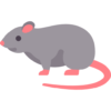 rat
