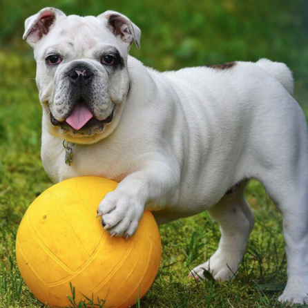 Bulldog