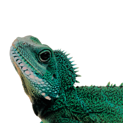 imgExoticPet1