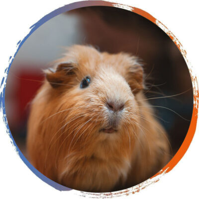 guinea-pig-peeking