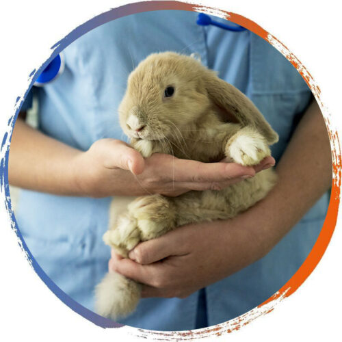 held-rabbit