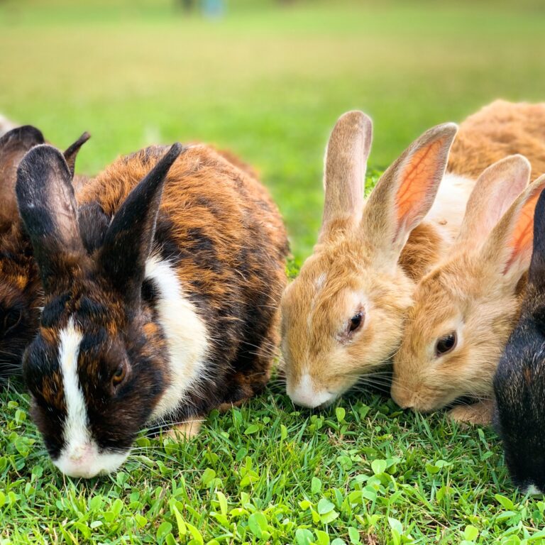 rabbit-stockimage-4