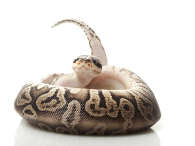 Black,Pewter,Ball,Python,(python,Regius),Isolated,On,White,Background.