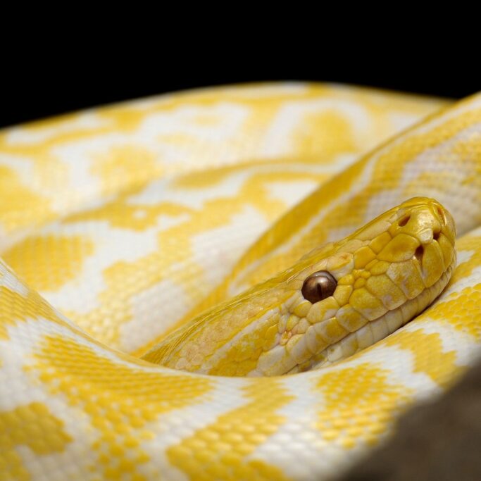 snake-g9926e1abc_1920