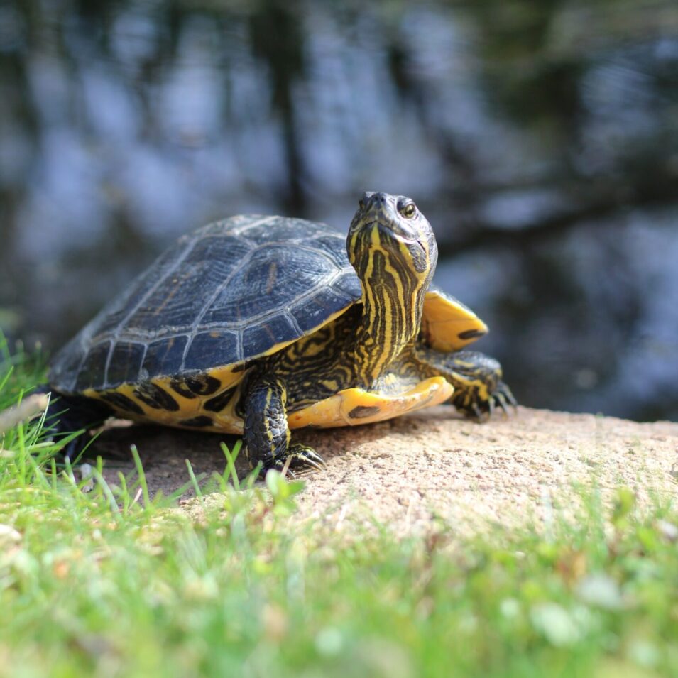 turtle-stockimage-2