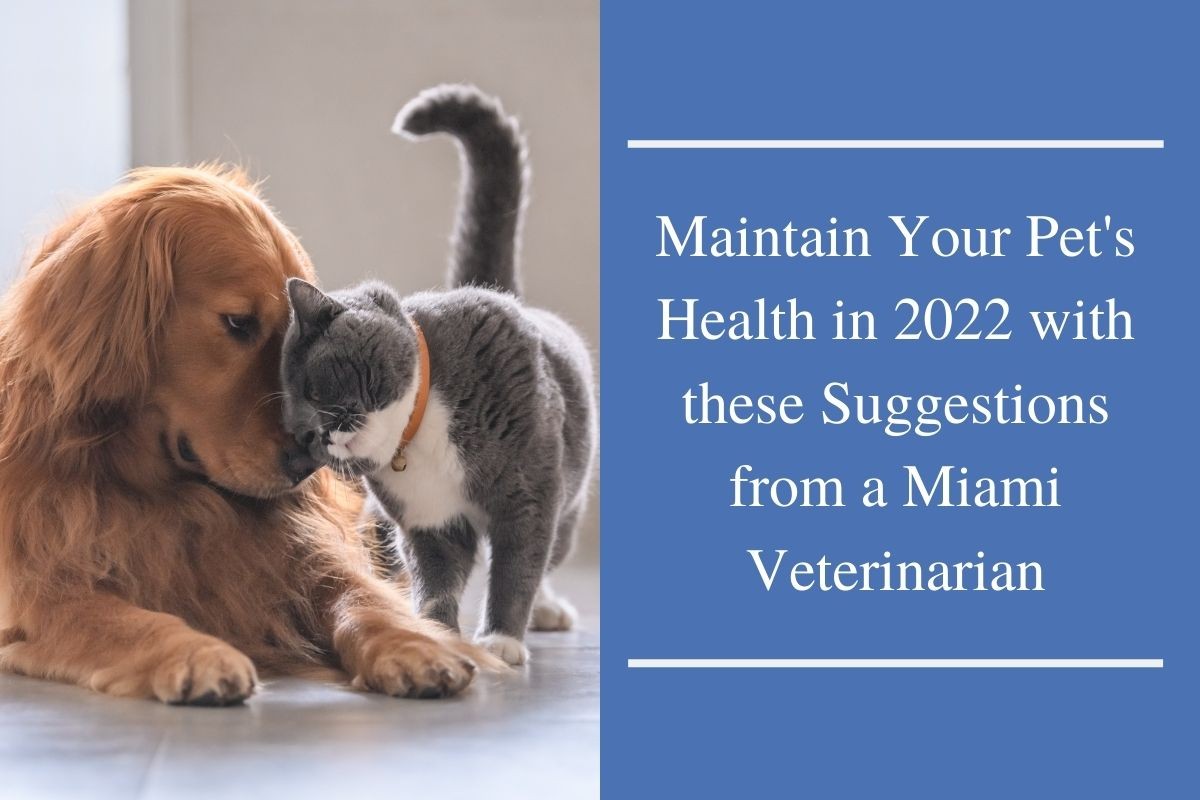 You are currently viewing Maintain Your Pet’s Health in 2022 with these Suggestions from a Miami Veterinarian