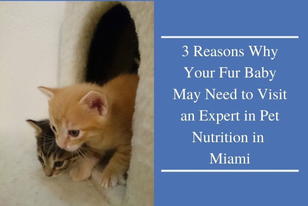 3 Reasons Why Your Fur Baby May Need to Visit an Expert in Pet Nutrition in Miami