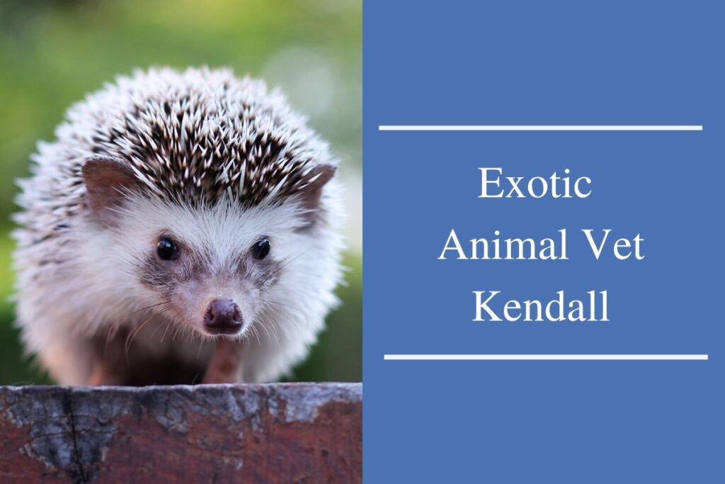 Exotic Animal Vet Kendall