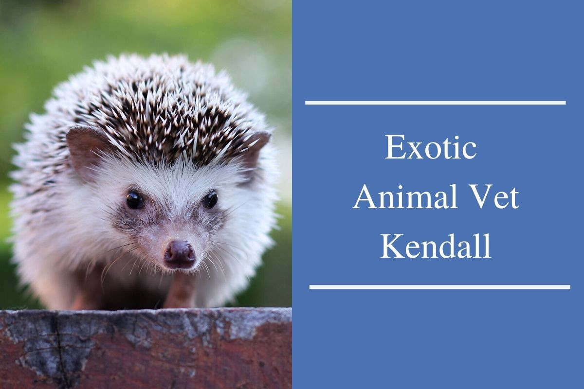 You are currently viewing Exotic Animal Vet Kendall