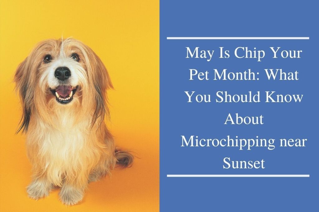 May Is Chip Your Pet Month: What You Should Know About Microchipping near Sunset
