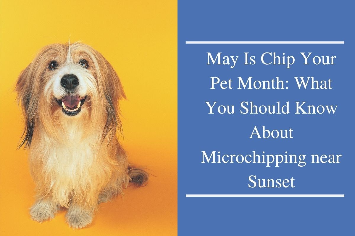 Read more about the article May Is Chip Your Pet Month: What You Should Know About Microchipping near Sunset