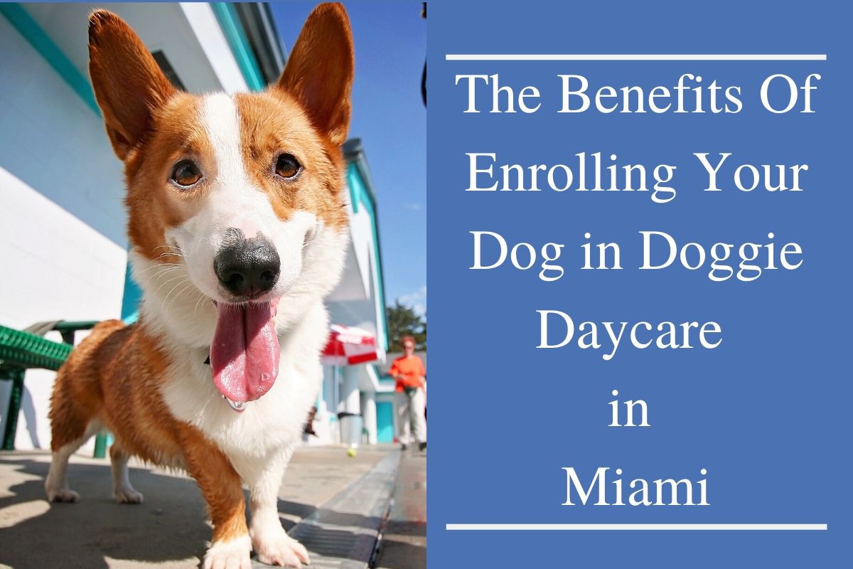 Read more about the article The Benefits Of Enrolling Your Dog in Doggie Daycare in Miami