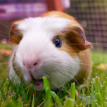 guinea pig