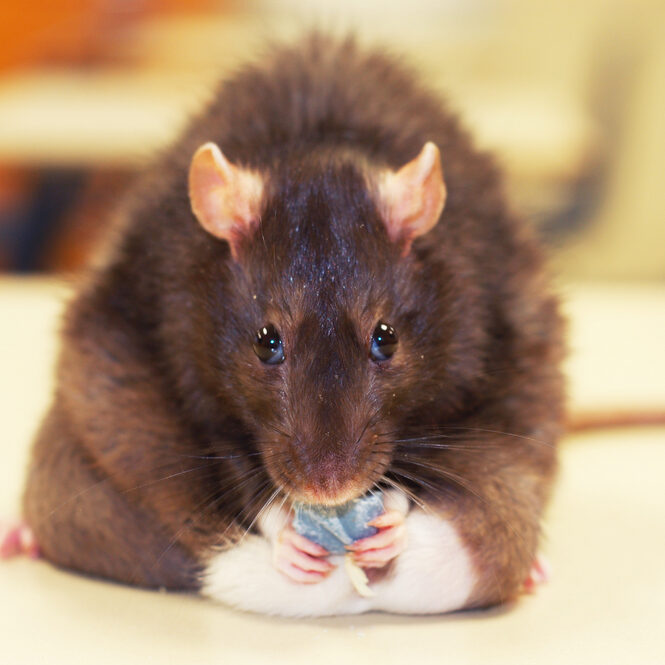 Fat,Rat,Eating,A,Snack
