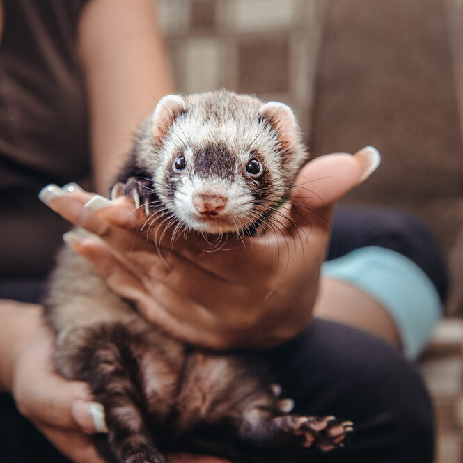 Close,Up,Portrait,Of,Ferret,Sitting,On,Girl's,Hand,And