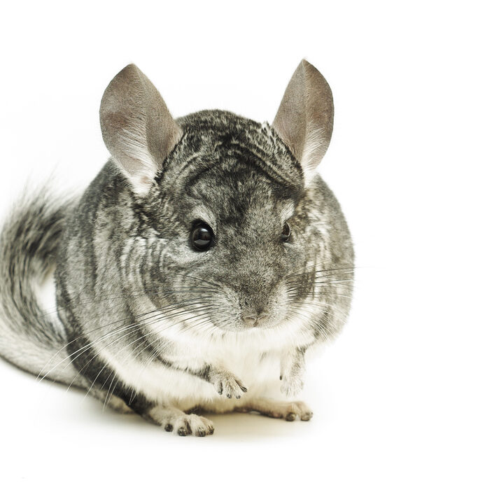 Chinchilla